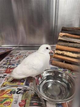 Daredevil -  Dove Bird for Adoption in Montreal, Quebec - Daredevil | PetCurious