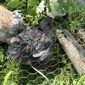 Patience -  Chicken Bird for Adoption in Quakertown, Pennsylvania - Patience | PetCurious