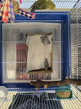 Budgie Budgerigar Birds Available for Adoption - Breakfast Wrap | PetCurious