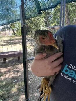 Chestnut -  Chicken Bird for Adoption in Eugene, Oregon - Chestnut | PetCurious