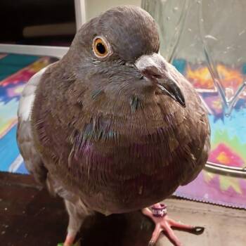 Yvonne (local Midwest adoption only) -  Pigeon Bird for Adoption in Chicago, Illinois - Yvonne (local Midwest Adoption Only) | PetCurious