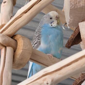 Parakeet Birds Available for Adoption in Kanab, Utah - Scarlet | PetCurious