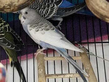 Parakeet Birds Available for Adoption in Brentwood, Missouri - VENUS | PetCurious