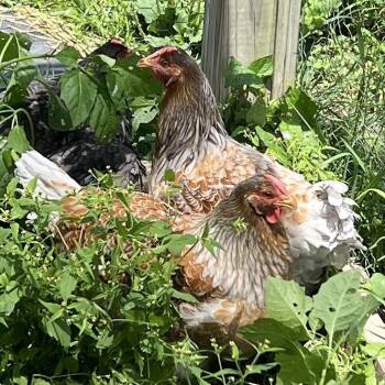 Joy -  Chicken Bird for Adoption in Quakertown, Pennsylvania - Joy | PetCurious