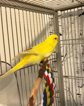 Budgie Budgerigar Birds Available for Adoption in Ballwin, Missouri - Sunny | PetCurious