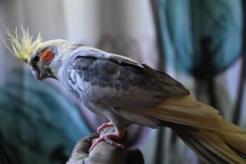 Hopscotch -  Cockatiel Bird for Adoption in South Bend, Indiana - Hopscotch | PetCurious