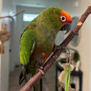 Conure Birds Available for Adoption in Alexander, North Carolina - Diego | PetCurious