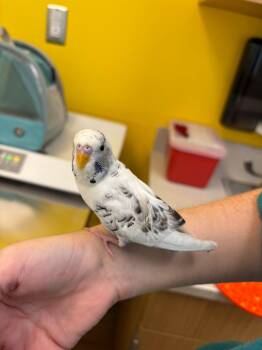 Azure -  Parakeet Bird for Adoption in Raleigh, North Carolina - Azure | PetCurious