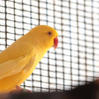 Parakeet Birds Available for Adoption in Kanab, Utah - Petra Rose | PetCurious
