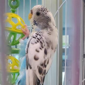 SNOW -  Parakeet Bird for Adoption in St. Louis, Missouri - SNOW | PetCurious