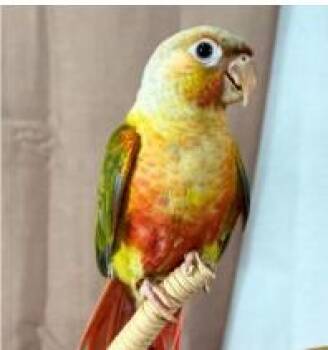 Conure Birds Available for Adoption in Pittsburgh, Pennsylvania - Batman | PetCurious