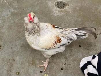 UNCLE SAM -  Chicken Bird for Adoption in Tustin, California - UNCLE SAM | PetCurious