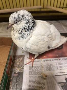 Pidgey Smalls -  Pigeon Bird for Adoption in Fairfax, Virginia - Pidgey Smalls | PetCurious