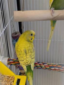 Ellewoods -  Parakeet Bird for Adoption in Montreal, Quebec - Ellewoods | PetCurious
