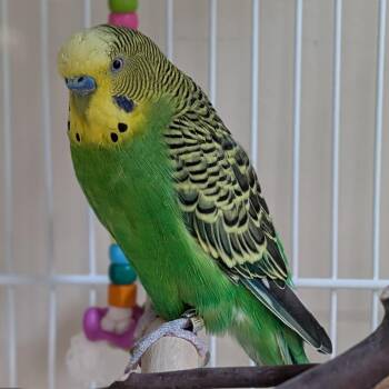Nigel -  Parakeet Bird Available for Adoption in Kanab, Utah - Nigel | PetCurious
