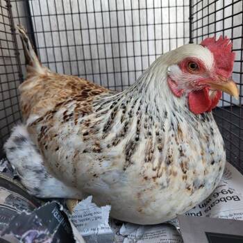 HEN SOLO -  Chicken Bird for Adoption in San Antonio, Texas - HEN SOLO | PetCurious
