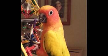 Cosmo -  Conure Bird for Adoption in Pittsburgh, Pennsylvania - Cosmo | PetCurious