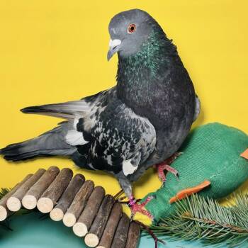 Pigeon Birds Available for Adoption in Chicago, Illinois - Rigby | PetCurious