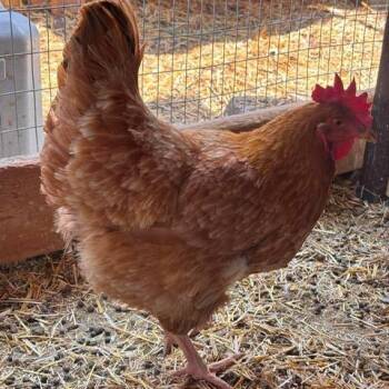 Marigold -  Chicken Bird for Adoption in Nampa, Idaho - Marigold | PetCurious