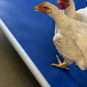 72638 -  Chicken Bird for Adoption in Harrisonburg, Virginia - 72638 | PetCurious