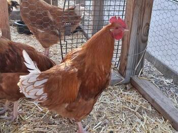 Chicken Birds Available for Adoption - PIO | PetCurious
