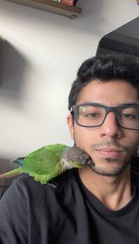 Conure Birds Available for Adoption in Middletown Township, New Jersey - Juju | PetCurious