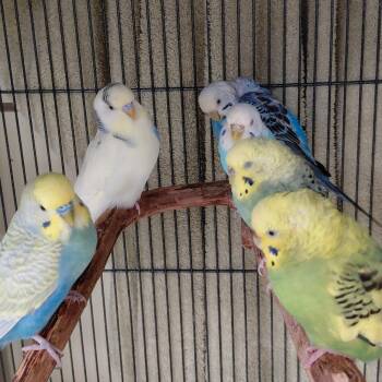 Parakeet Birds Available for Adoption - 26 | PetCurious