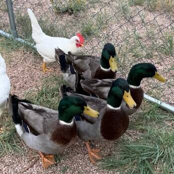 Moby Duck -  Duck Bird for Adoption in Cheyenne, Wyoming - Moby Duck | PetCurious