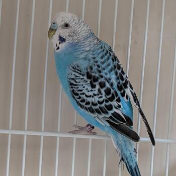 Smedley -  Parakeet Bird Available for Adoption in Kanab, Utah - Smedley | PetCurious
