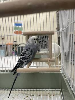 KEATS -  Parakeet Bird for Adoption in St. Louis, Missouri - KEATS | PetCurious