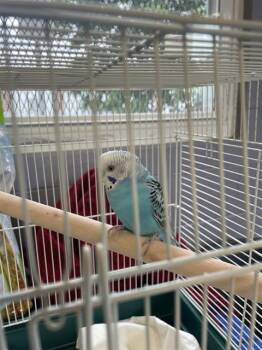 CHICKIE -  Parakeet Bird for Adoption in Boston, Massachusetts - CHICKIE | PetCurious