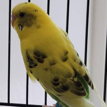 Grinch -  Parakeet Bird for Adoption in Clearwater, Florida - Grinch | PetCurious