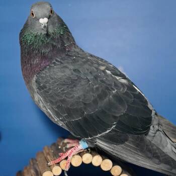 Pigeon Birds Available for Adoption - Brigsdyn | PetCurious