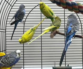 Peacock Peafowl Birds Available for Adoption in Delson, Quebec - Perruches Mâles | PetCurious