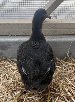 Daisy -  Duck Bird for Adoption in Salinas, California - Daisy | PetCurious