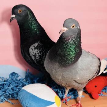 Kudrow & Phoebe (married couple) -  Pigeon Bird for Adoption in Chicago, Illinois - Kudrow & Phoebe (married Couple) | PetCurious