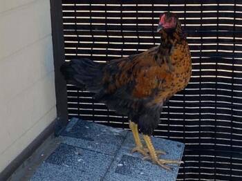 CAYENNE -  Chicken Bird for Adoption in Tustin, California - CAYENNE | PetCurious