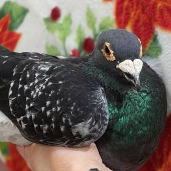 Pigeon Birds Available for Adoption in Chicago, Illinois - Clark Kent | PetCurious