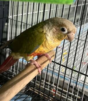 Conure Birds Available for Adoption in Pittsburgh, Pennsylvania - Spice | PetCurious