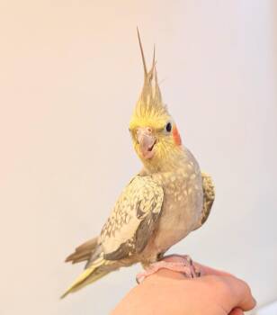 Cockatiel Birds Available for Adoption - Shawna | PetCurious