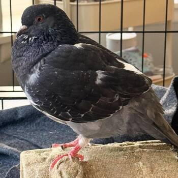 Pigeon Birds Available for Adoption in Chicago, Illinois - Zoltan | PetCurious