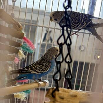 Moe Doodle -  Parakeet Bird for Adoption in Glenwood Springs, Colorado - Moe Doodle | PetCurious