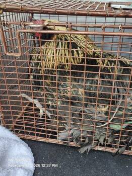 BEN -  Chicken Bird for Adoption in San Antonio, Texas - BEN | PetCurious