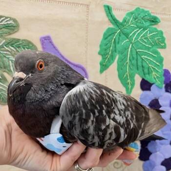 Padawan -  Pigeon Bird for Adoption in Chicago, Illinois - Padawan | PetCurious