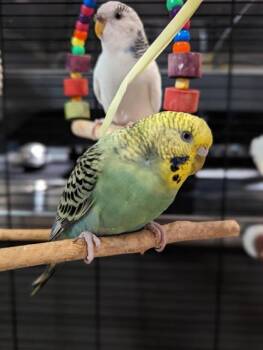 Parakeet Birds Available for Adoption in Montreal, Quebec - Arc-en-ciel | PetCurious