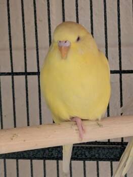 Budgie Budgerigar Birds Available for Adoption in Fairfax, Virginia - Puca | PetCurious