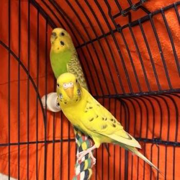Parakeet #20 -  Parakeet Bird for Adoption in Wheaton, Illinois - Parakeet #20 | PetCurious