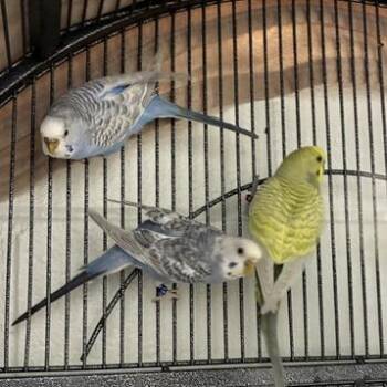 Beakonce