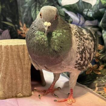 Pigeon Birds Available for Adoption in Chicago, Illinois - Fredwin | PetCurious