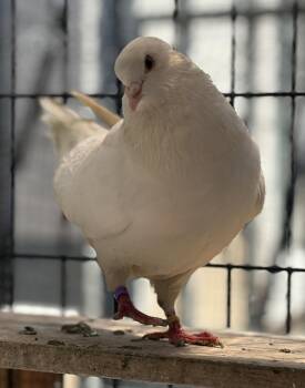 Chamomile -  Pigeon Bird for Adoption in Oakland, California - Chamomile | PetCurious